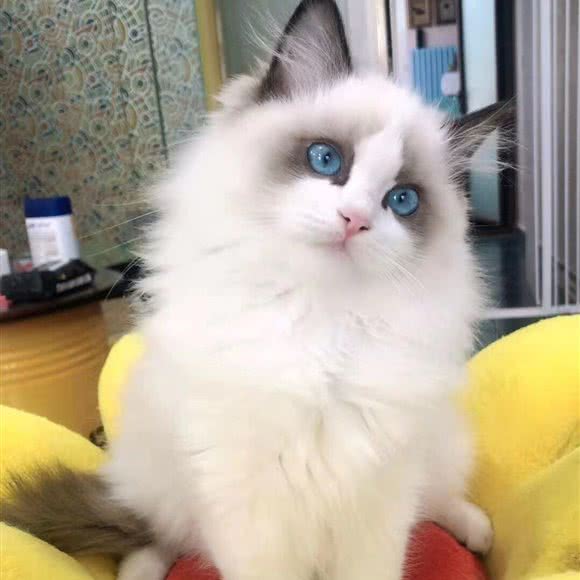 淘狗无忧:北京城区朝阳区青年路附近