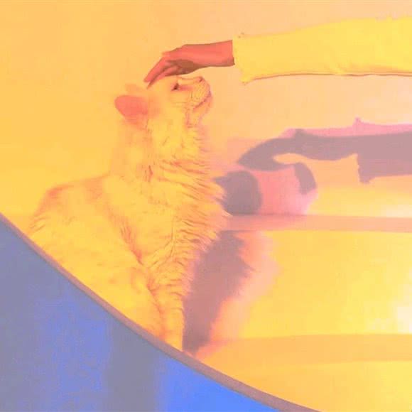 猫新街·猫咖:石家庄市裕华区万达广场附近