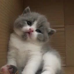 KT猫:石家庄市裕华区万达广场附近