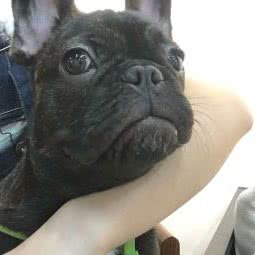 美宝屋宠物美容:眉山市东坡区珠市街附近