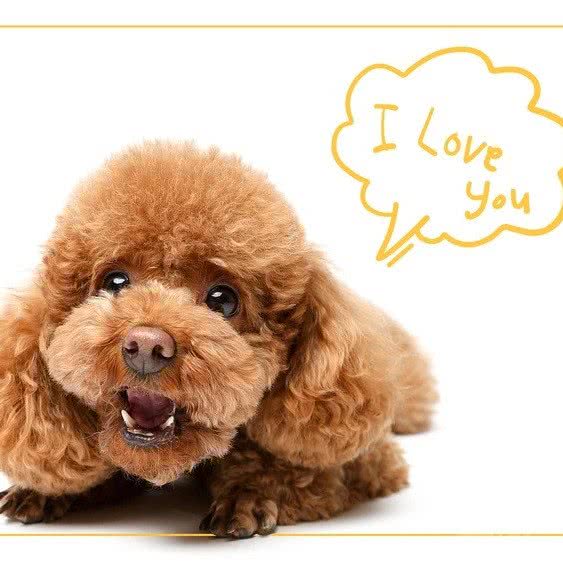 猫小姐的宠物店:眉山市东坡区红星路/大润发附近