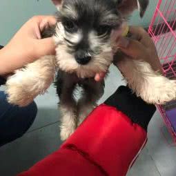 二筒宠物生活馆:眉山市东坡区市政府/体育馆附近