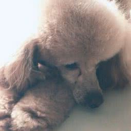 佳友宠物生活馆:石家庄市裕华区怀特商城附近