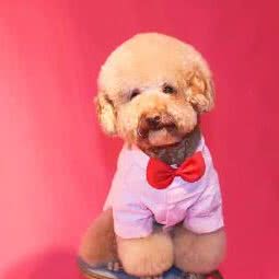 萌宠工作室:宜宾市叙州区叙州区附近