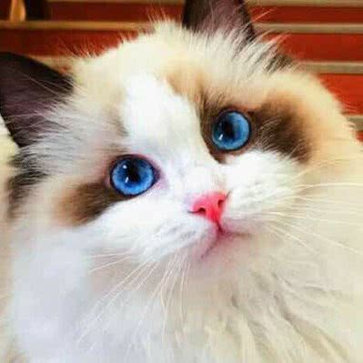 爱心小动物诊所:宜宾市叙州区叙州区附近