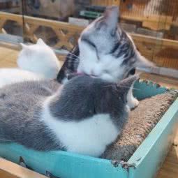 招财猫:石家庄市裕华区怀特商城附近