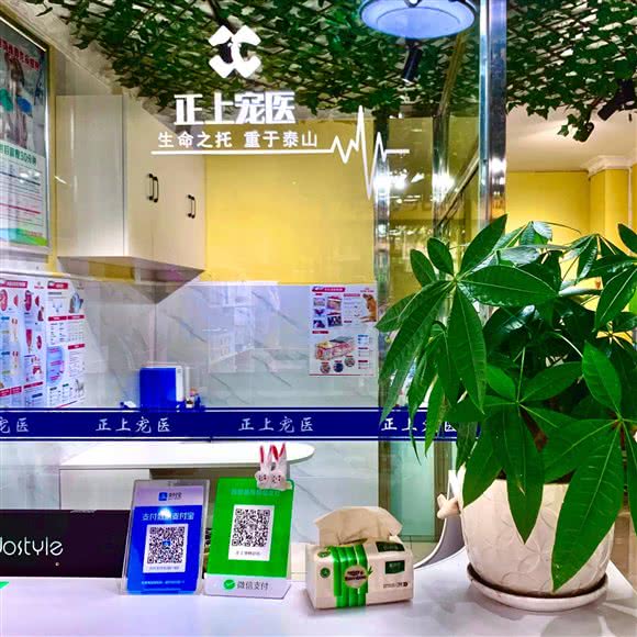 正上宠物诊所(远达春天店):宜宾市叙州区叙州区附近