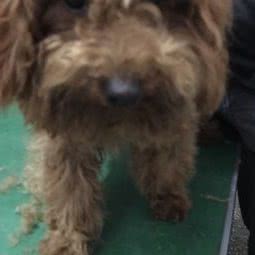 安贝宠物诊所(青年路一段店):宜宾市长宁县长宁镇附近