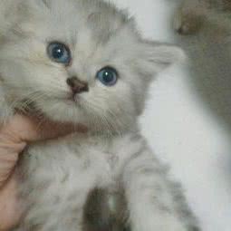 KO猫舍:达州市通川区大西街附近