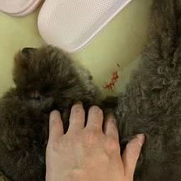 我爱我宠:达州市达川区廊桥附近