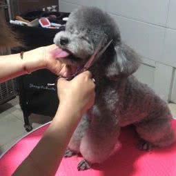 余生与它私宠馆:雅安市雨城区协和广场附近