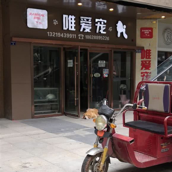 唯爱宠:资阳市雁江区梅西百货附近