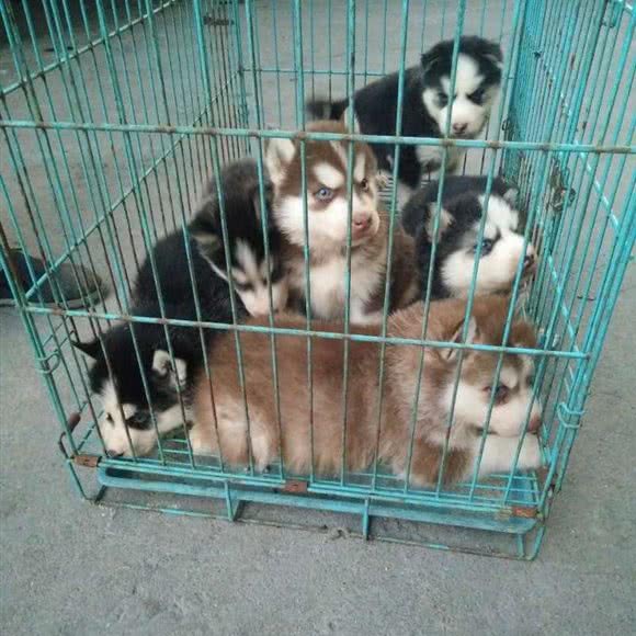 阳光萌宠宠物店:贵阳市南明区花果园附近