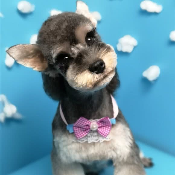 宠物先生:贵阳市南明区花果园附近