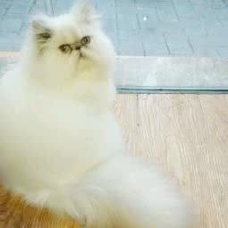 猫族庄园:贵阳市南明区大南门附近