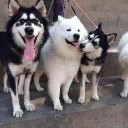 BP BeastPets 野獸寵物生活館:贵阳市南明区甲秀楼附近