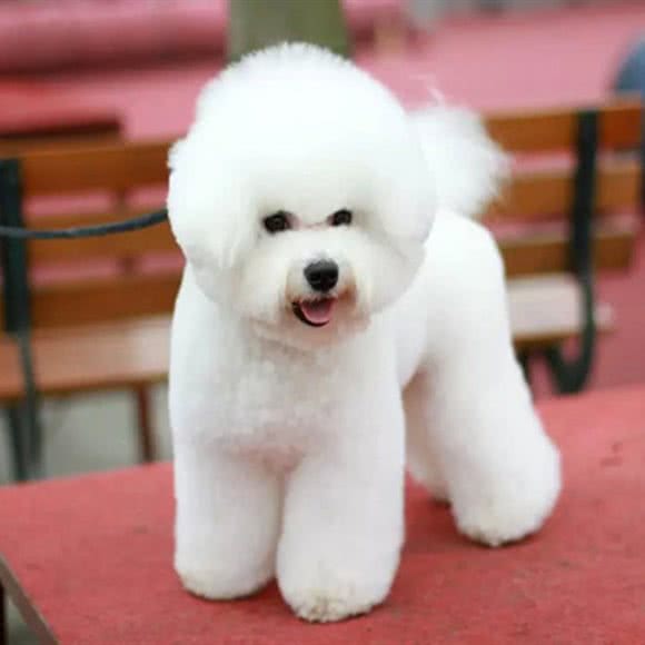 伊卡宠物美容工作室:贵阳市南明区小十字附近