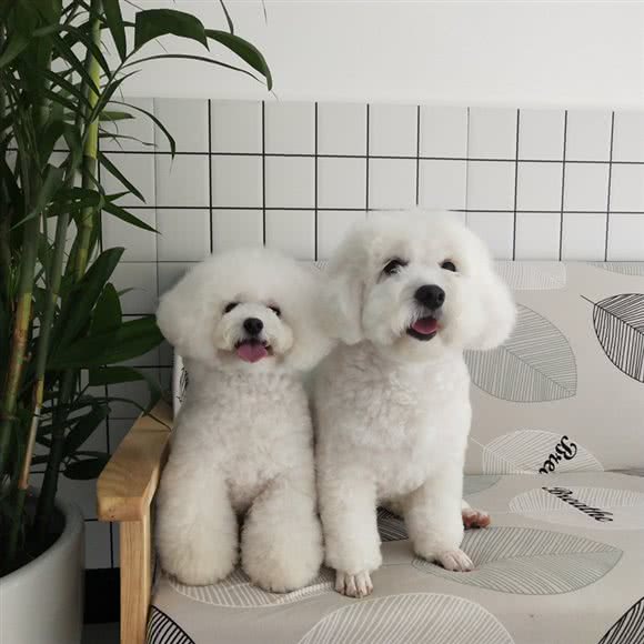 苏小窝萌宠:贵阳市南明区花果园购物中心附近