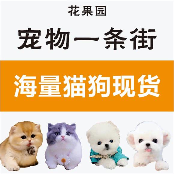宠物一条街海量猫狗现货:贵阳市南明区花果园购物中心附近