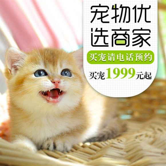 安馨宠物店猫狗萌宠专卖:北京城区朝阳区青年路附近