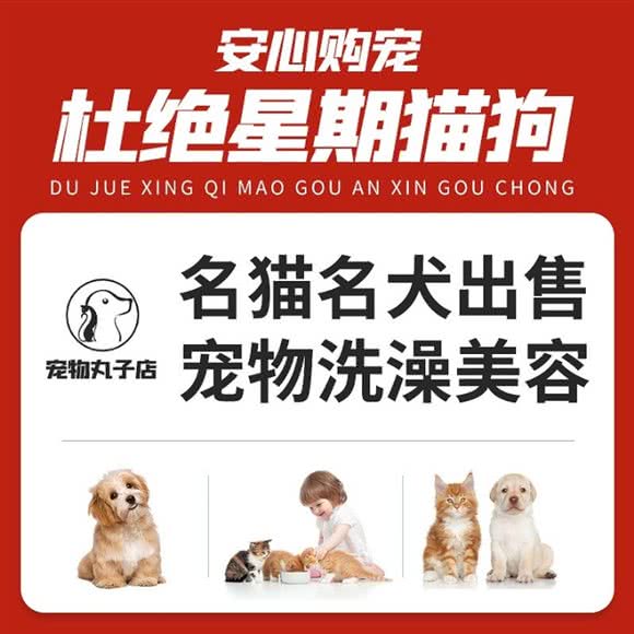 丸子猫舍犬舍·宠物猫狗专卖店:贵阳市南明区花果园兰花广场附近