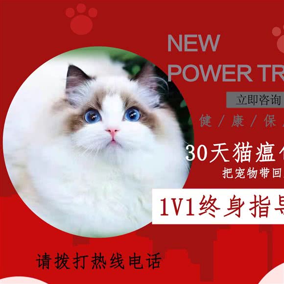 猫大福·猫舍宠物专卖店:贵阳市南明区花果园兰花广场附近