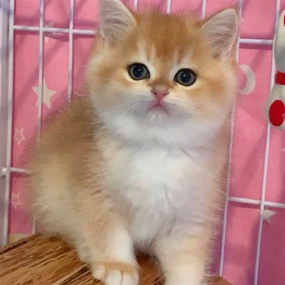 八公宠物店 包接送 定期领养:贵阳市南明区花果园兰花广场附近