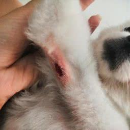 若兰宠物医院:石家庄市裕华区大马庄园附近