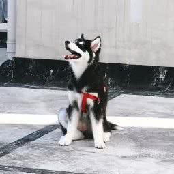 白猫警长宠物事务所:贵阳市南明区花果园兰花广场附近