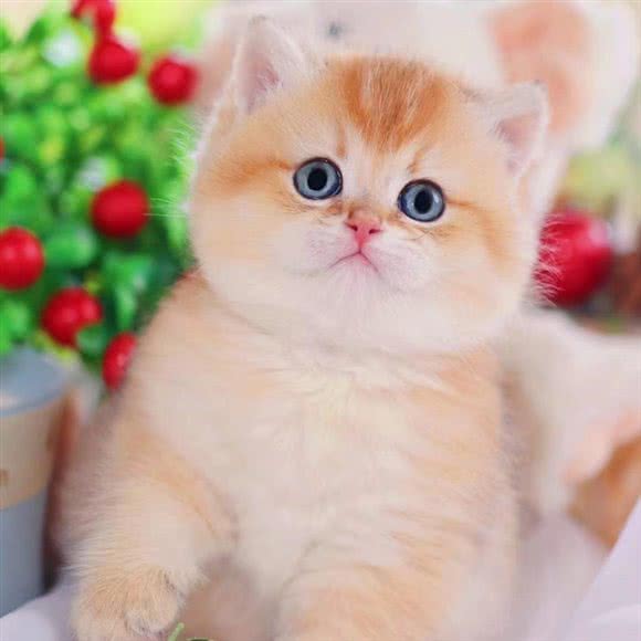 喵星人猫舍の猫咪专卖店(宠物猫店):贵阳市南明区花果园兰花广场附近