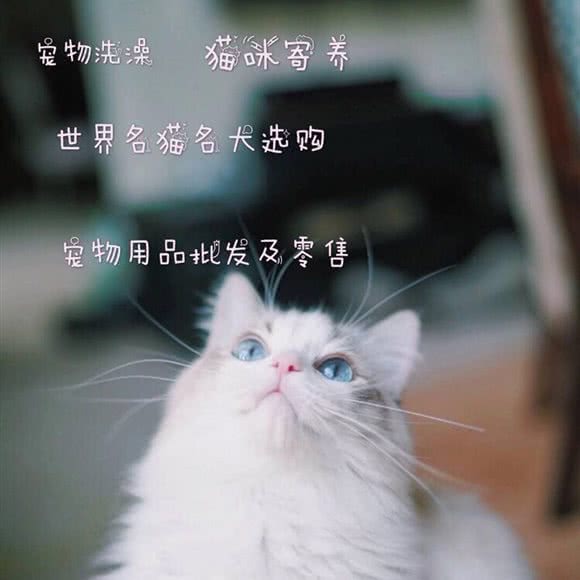 喵咪之家宠物店(花果园店):贵阳市南明区花果园兰花广场附近