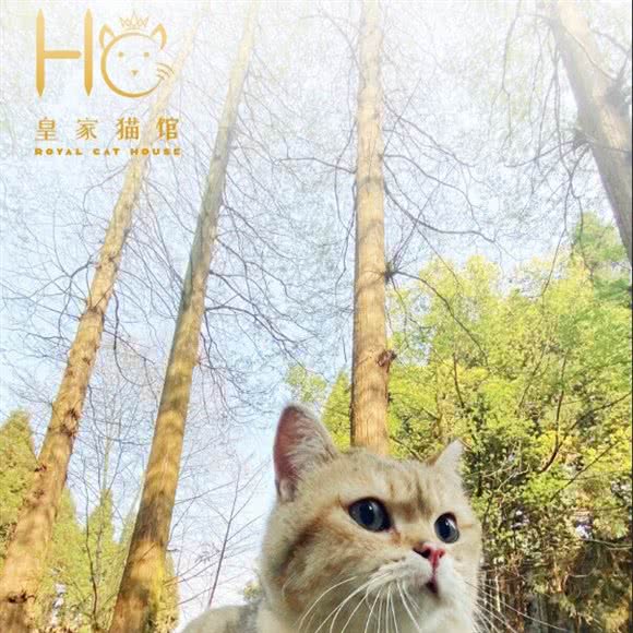皇家猫馆:贵阳市南明区花果园兰花广场附近