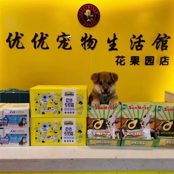 优优宠物生活馆:贵阳市南明区花果园兰花广场附近