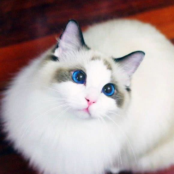 猫之恋:贵阳市南明区花果园兰花广场附近