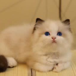 萌宠猫屋:贵阳市南明区花果园兰花广场附近