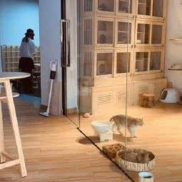 宠物猫咪寄养酒店Angel:贵阳市南明区花果园兰花广场附近