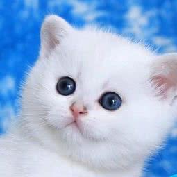 爱丽丝购宠猫舍:贵阳市南明区花果园兰花广场附近