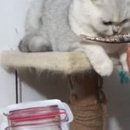 Sunny宠物营养烘培:贵阳市云岩区喷水池附近