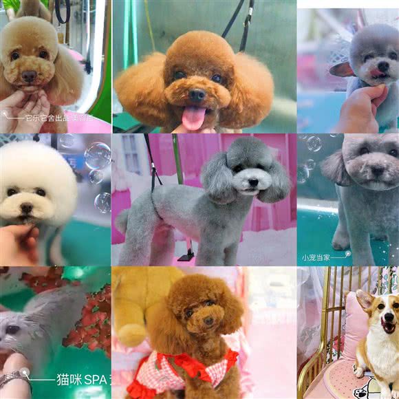 它乐它舍宠物生活馆(友谊路店):贵阳市云岩区友谊路附近