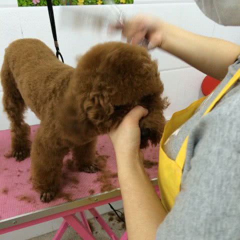 安吉宠物乐园:贵阳市云岩区黔灵公园附近