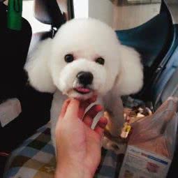 拉菲宠物(未来方舟店):贵阳市云岩区未来方舟附近