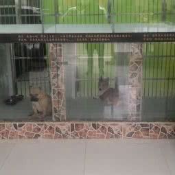 老头宠物(渔安店):贵阳市云岩区未来方舟附近