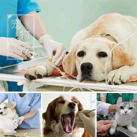 瑞美迪动物医院:贵阳市云岩区未来方舟附近