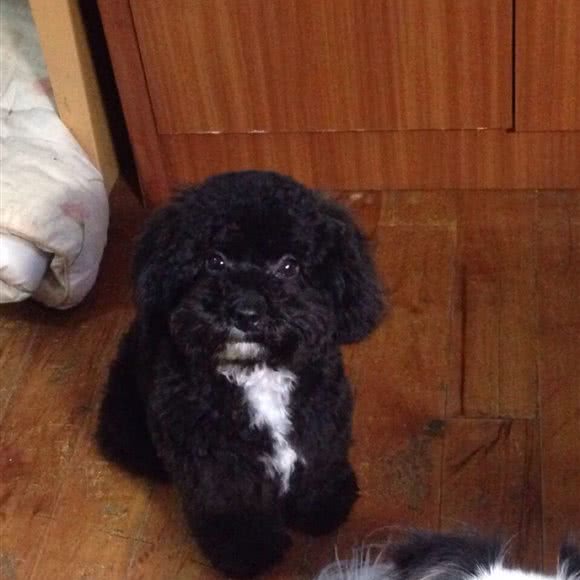 Smile宠物生活馆:贵阳市花溪区小河黄河路附近