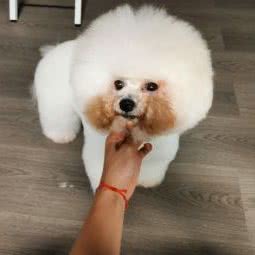 宠物美容培训学校 言宠:贵阳市花溪区万科大都会附近