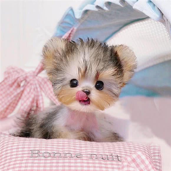 道格拉私宠:北京城区朝阳区青年路附近