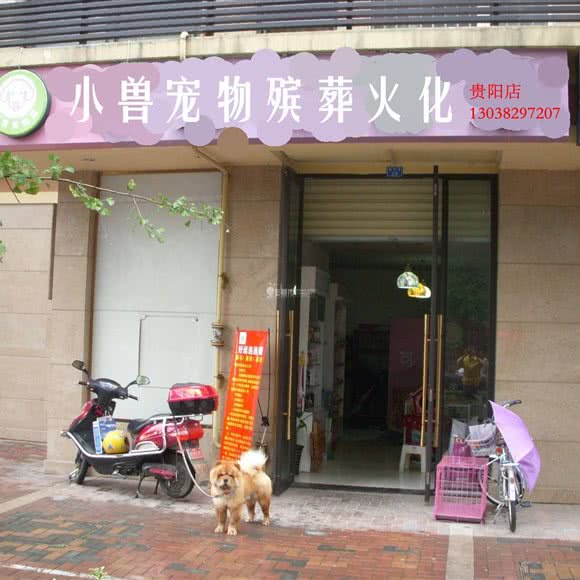 小兽宠物火化殡-葬中心:贵阳市乌当区顺海附近