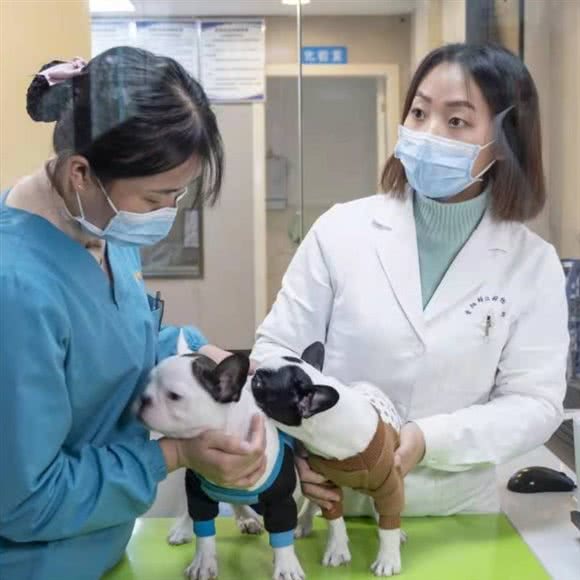 佳迪动物医院:贵阳市白云区云峰大道附近