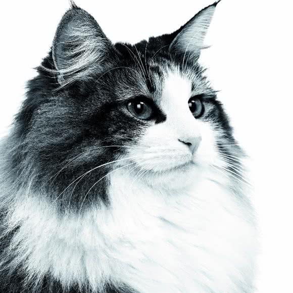 康峤动物医院:贵阳市白云区夜郎古城附近