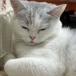 御犬坊宠物馆:贵阳市观山湖区金阳新区世纪城附近